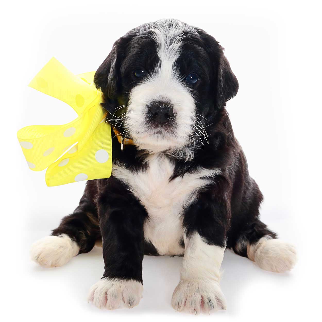 goldendoodle-puppy-5-black-white