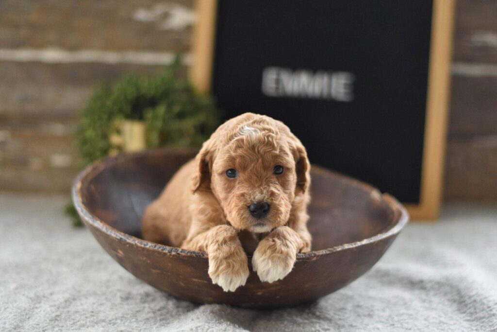Miniature Goldendoodle Puppies Beaumont TX