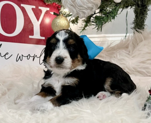 Blog 4 mini bernedoodle puppies for sale houston