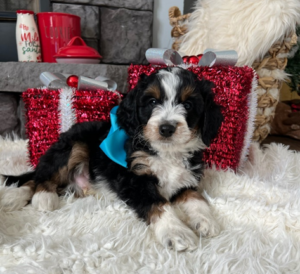 bernedoodles for sale tx