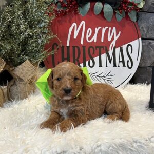 goldendoodle san antonio