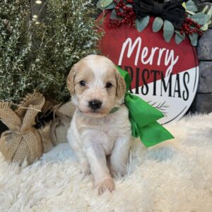 Blog 4 white goldendoodle puppies