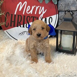 mini goldendoodle puppies for sale