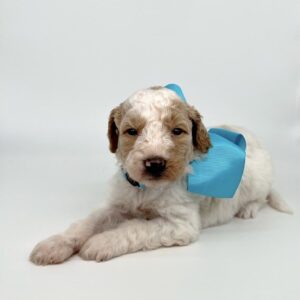 Blog 2 miniature goldendoodles for sale