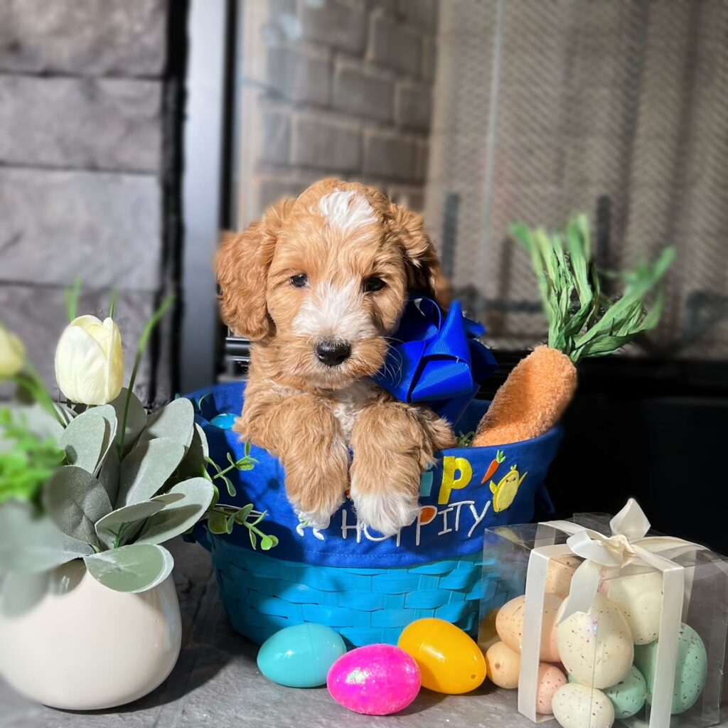 Goldendoodle Puppies For Sale