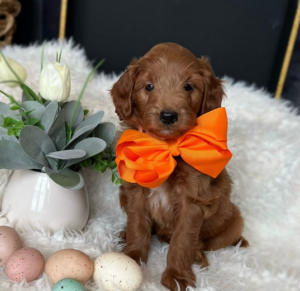 Blog 3 miniature goldendoodles for sale