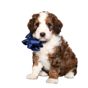 goldendoodle breeders dallas