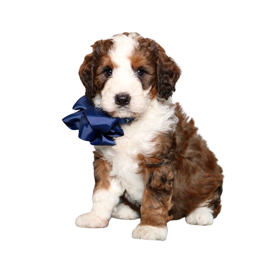 goldendoodle breeders dallas