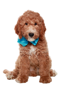 best goldendoodle breeders tx