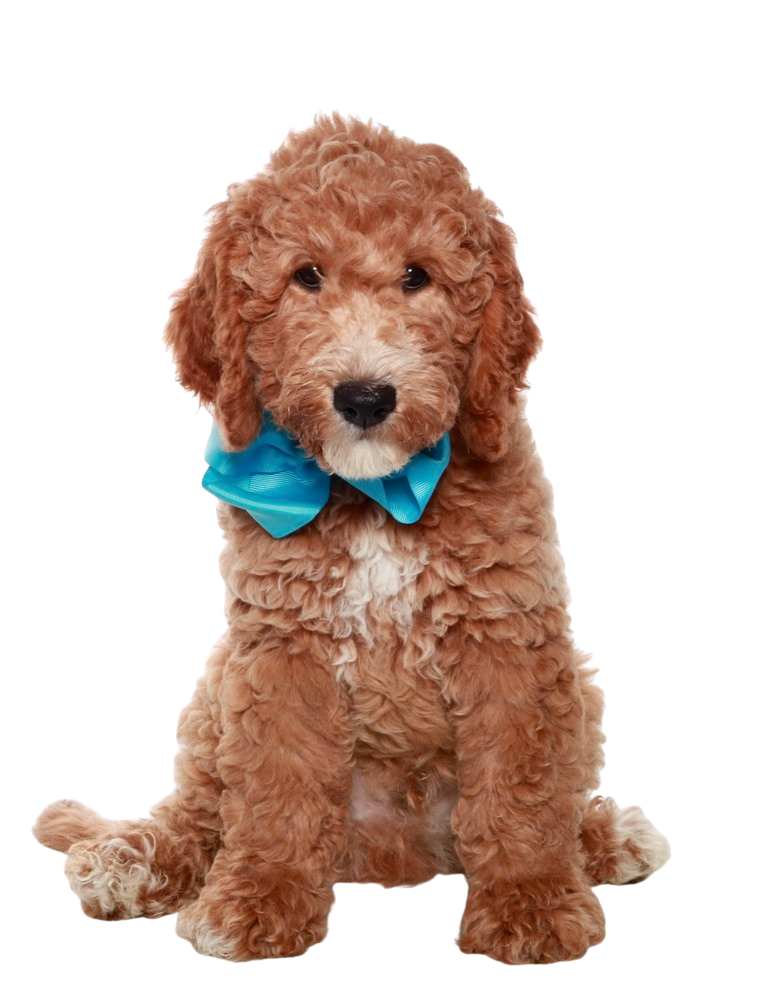 best goldendoodle breeders tx