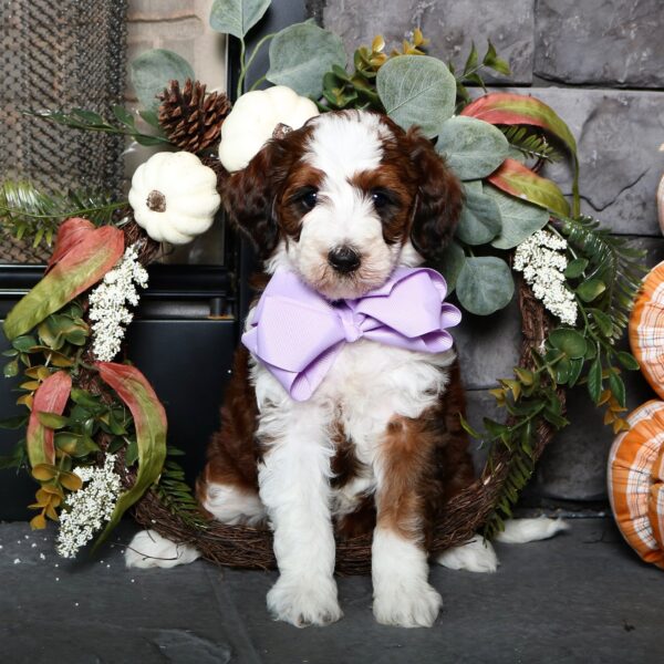 dallas bernedoodle breeders