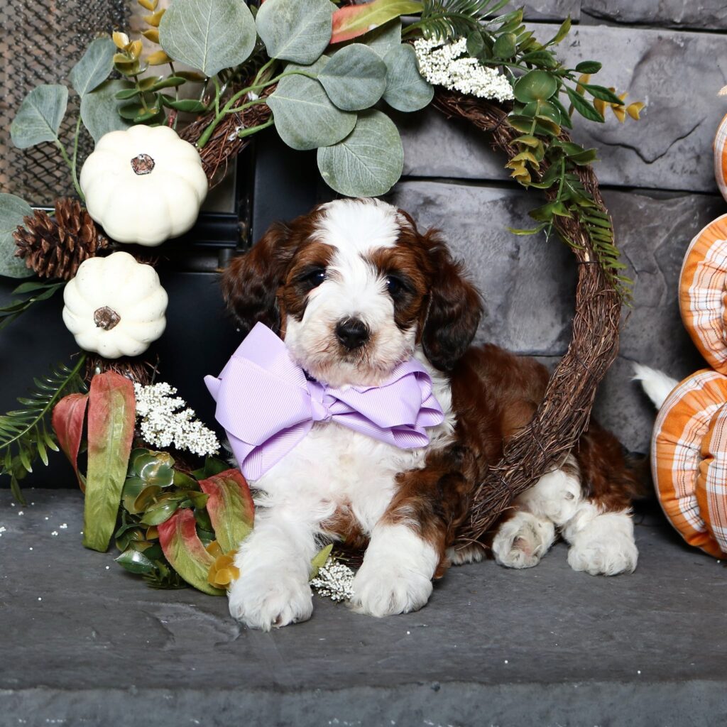 hosuton bernedoodle breeders