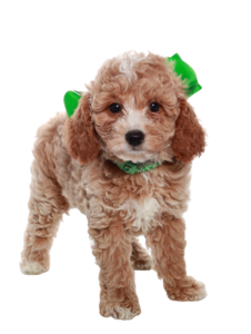 tx goldendoodle puppies