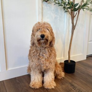 Blog 8 emotional support animals
