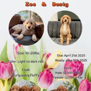 Zoe's Litter