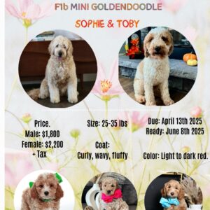Sophie's Litter