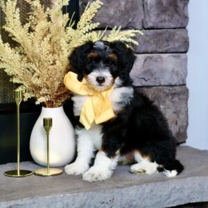 Mollie's Yellow