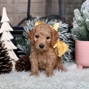 Blog 7 goldendoodle puppies for sale tx