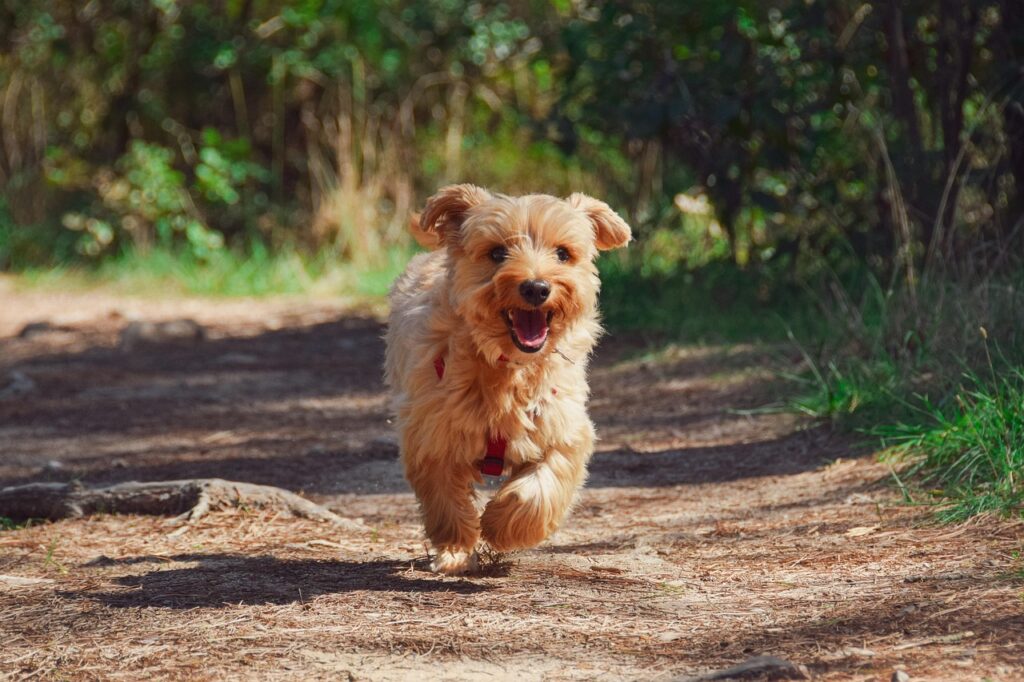 dog parks near me