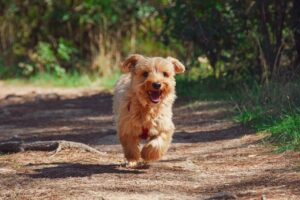 Blog 2 dog parks near me