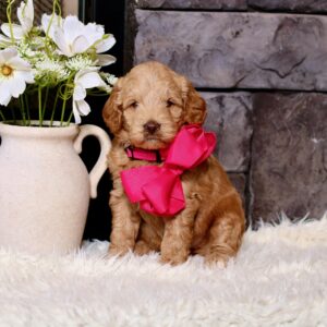 Sophie's Pink