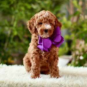 Sophie's Purple