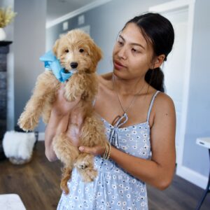 goldendoodle puppies for sale