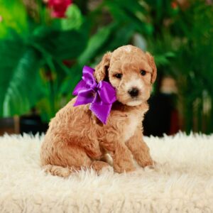 Daisy's Purple