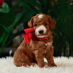 Daisy's Red