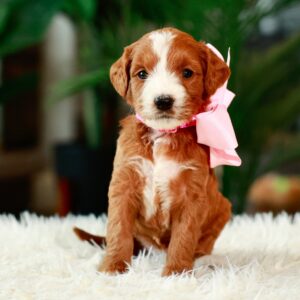 Daisy's Pink