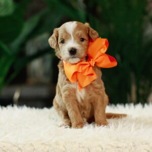 Daisy's Orange
