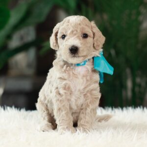 Daisy's Light Blue