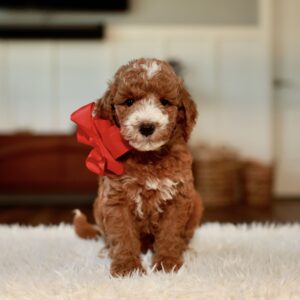 Daisy's Red