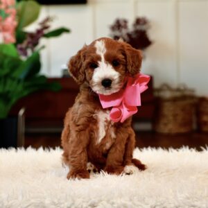 Daisy's Pink