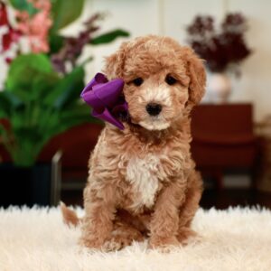 Daisy's Purple