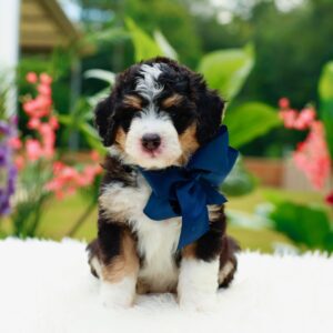 Mia's Dark Blue