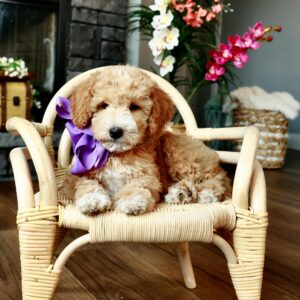Daisy's Purple