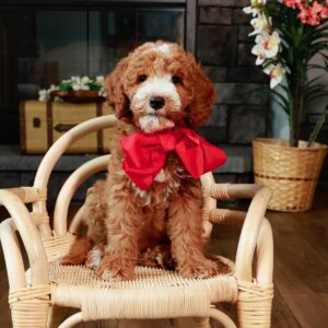 Daisy's Red