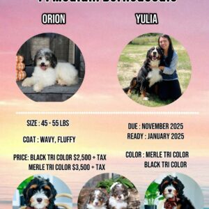 Yulia's Litter