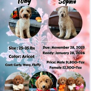 Sophie's Litter