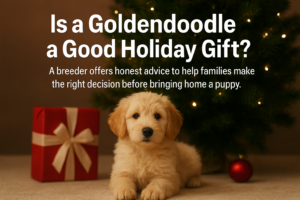 goldendoodle puppy as a christmas gift