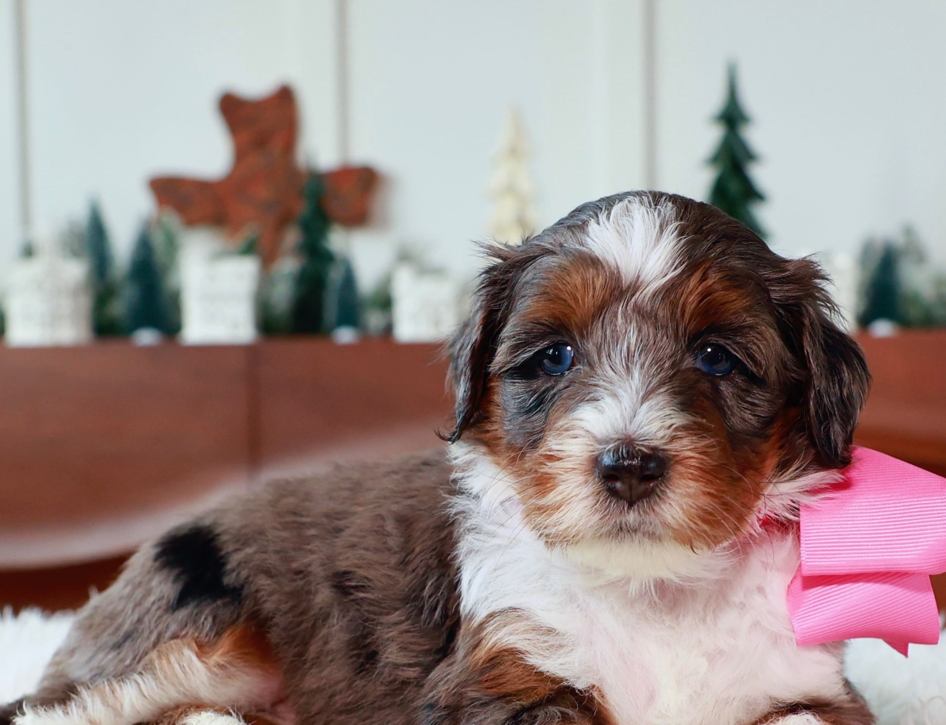 Home 13 texas puppies