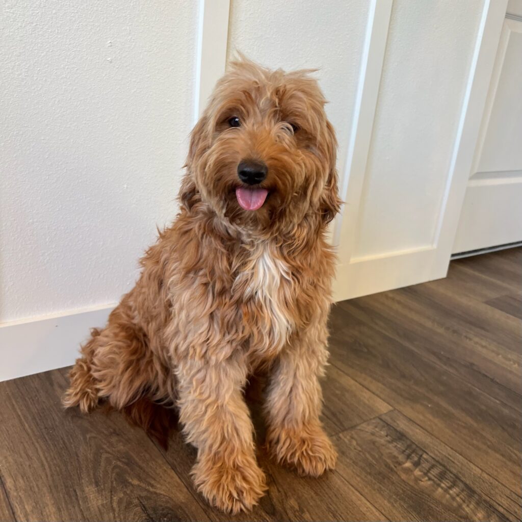 Goldendoodle 5 IMG 1457