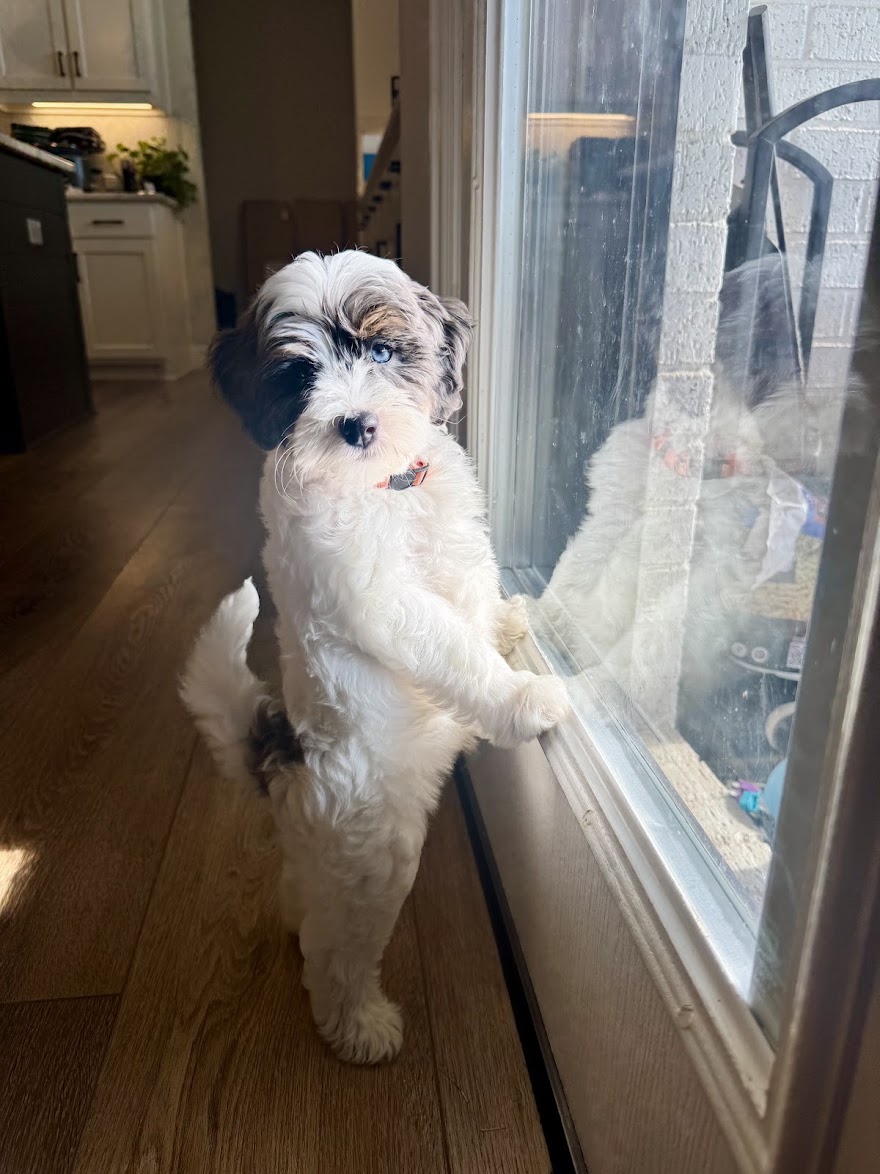 Home 10 bernedoodle reviews