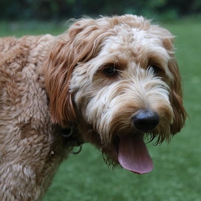 Goldendoodle 8 donnamv goldendoodle 5354835 640