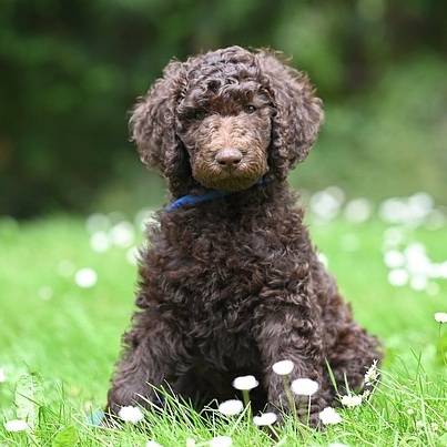 Goldendoodle 7 jaclou dl royal poodle aurelio 10023295 640 1
