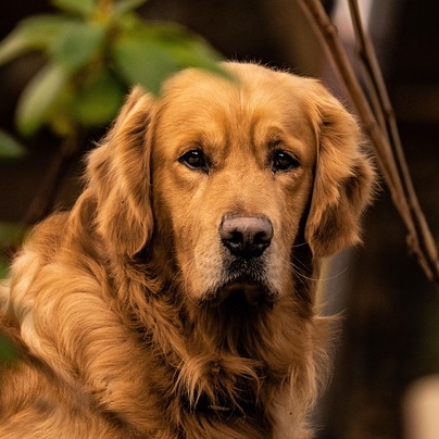 Goldendoodle 6 rodolphe sgt dog 6997211 640 1