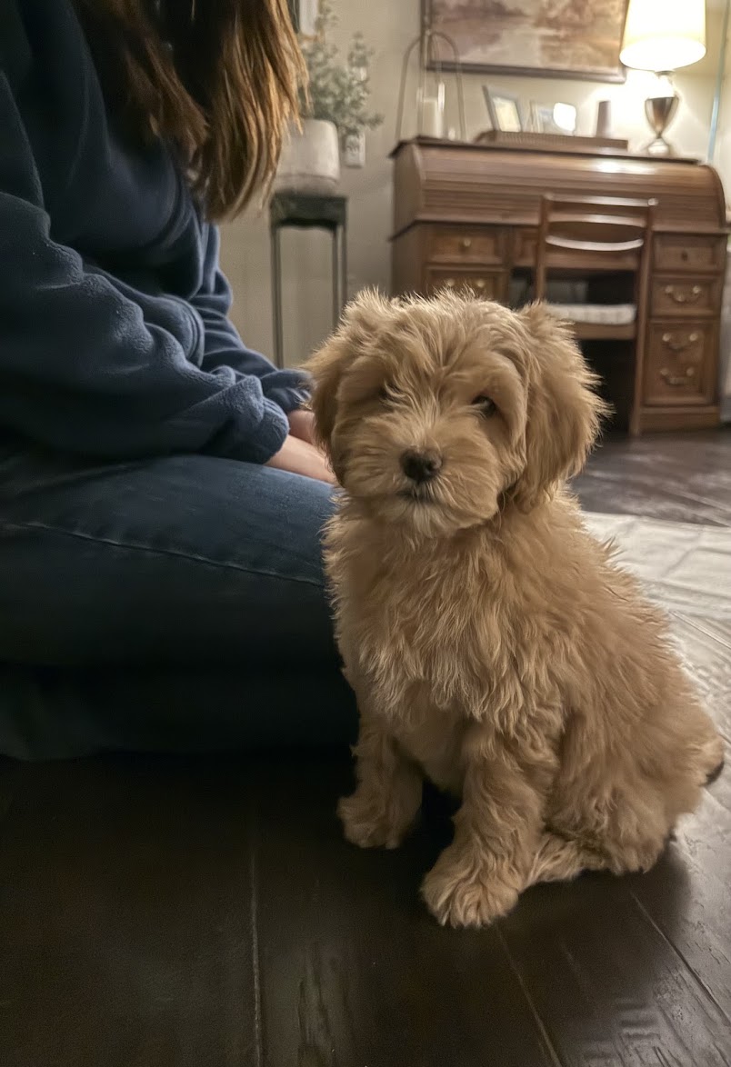 Home 9 texas goldendoodle breeder reviews