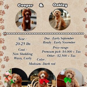 Home 8 Oakley's Litter