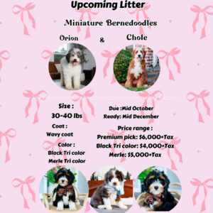 Home 6 Chloe's Litter